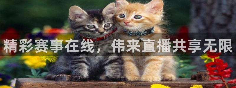 精彩赛事在线，伟来直播共享无限