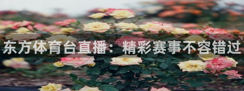 东方体育台直播：精彩赛事不容错过